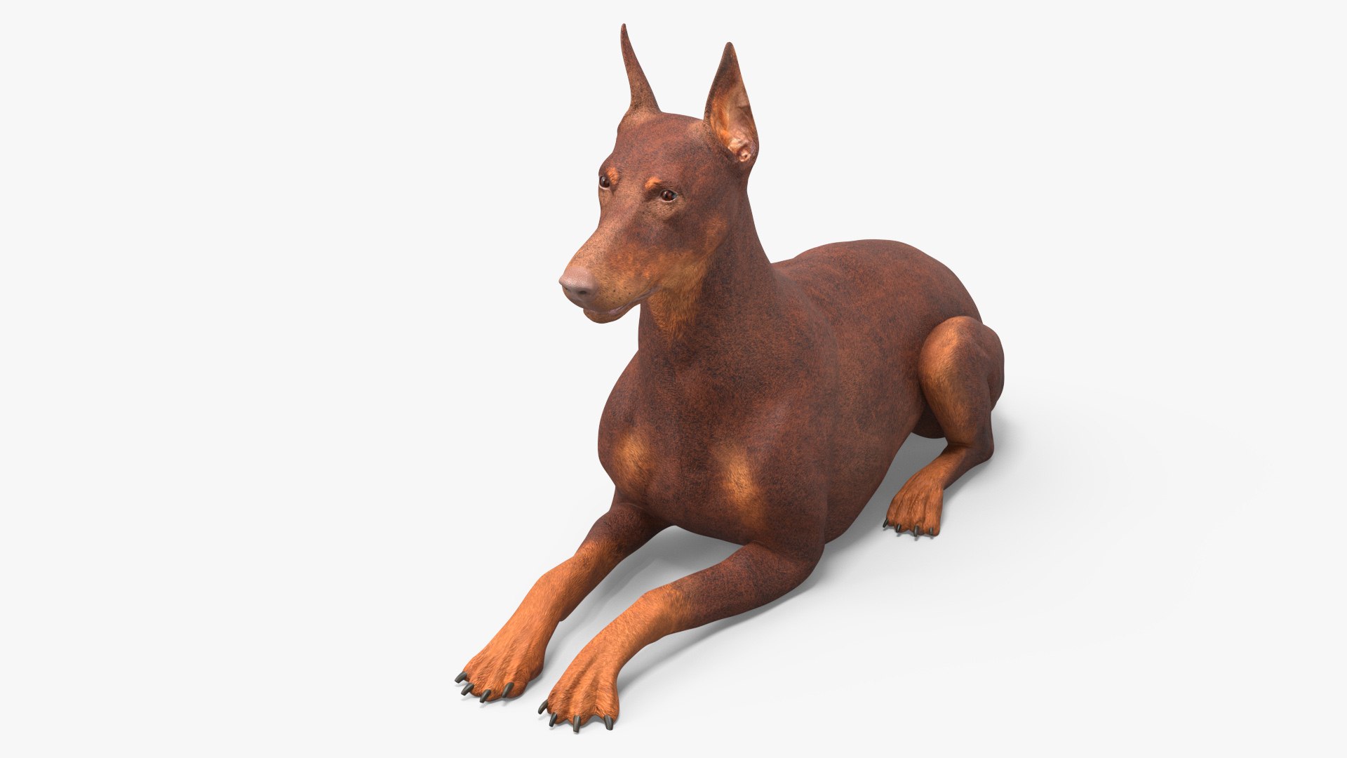 Doberman Dog Brown Lying Down 3D model preview