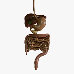 3D Mid Poly Digestive System Model