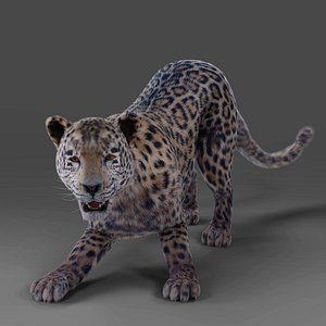 Fur Jaguar V01 Rigged and Animation in Blender 3D model