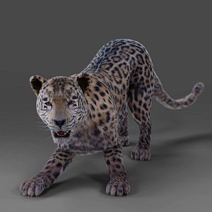 Fur Jaguar V01 Rigged and Animation in Blender