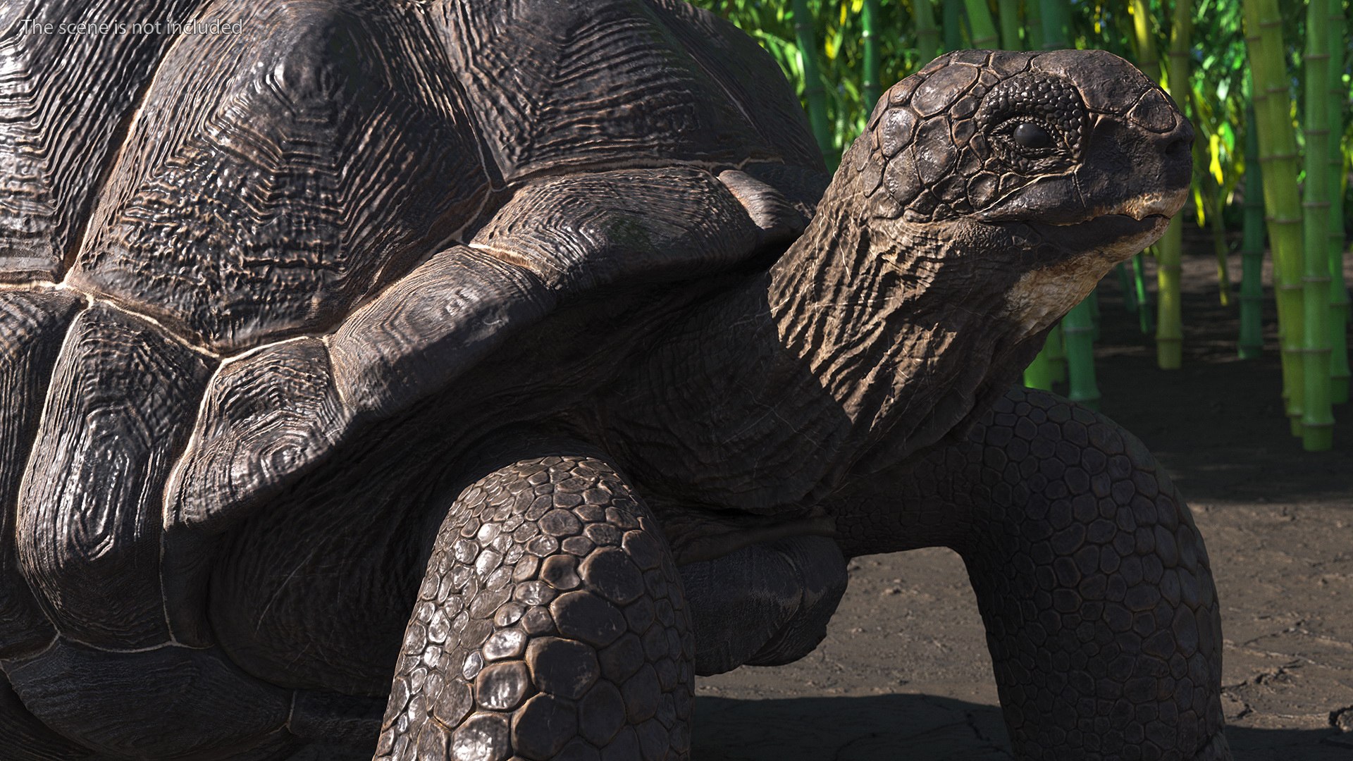 Turtles Collection 4 model - TurboSquid 2127090