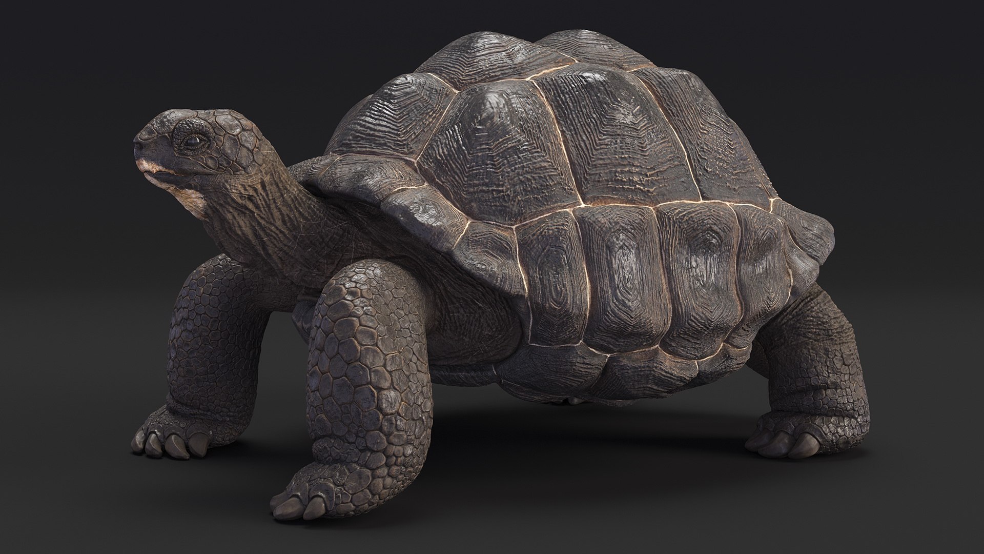 Turtles Collection 4 model - TurboSquid 2127090