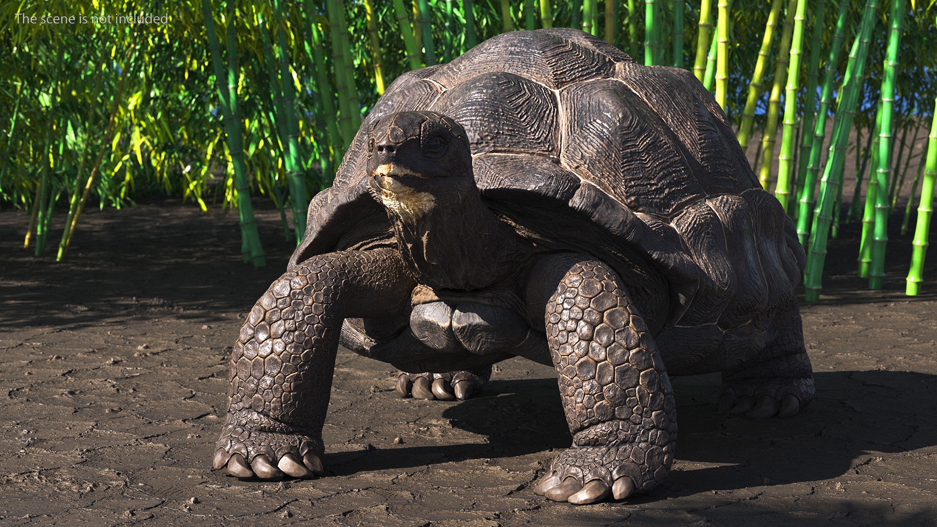 Turtles Collection 4 model - TurboSquid 2127090