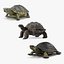 Turtles Collection 4 model