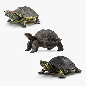 Turtles Collection 4