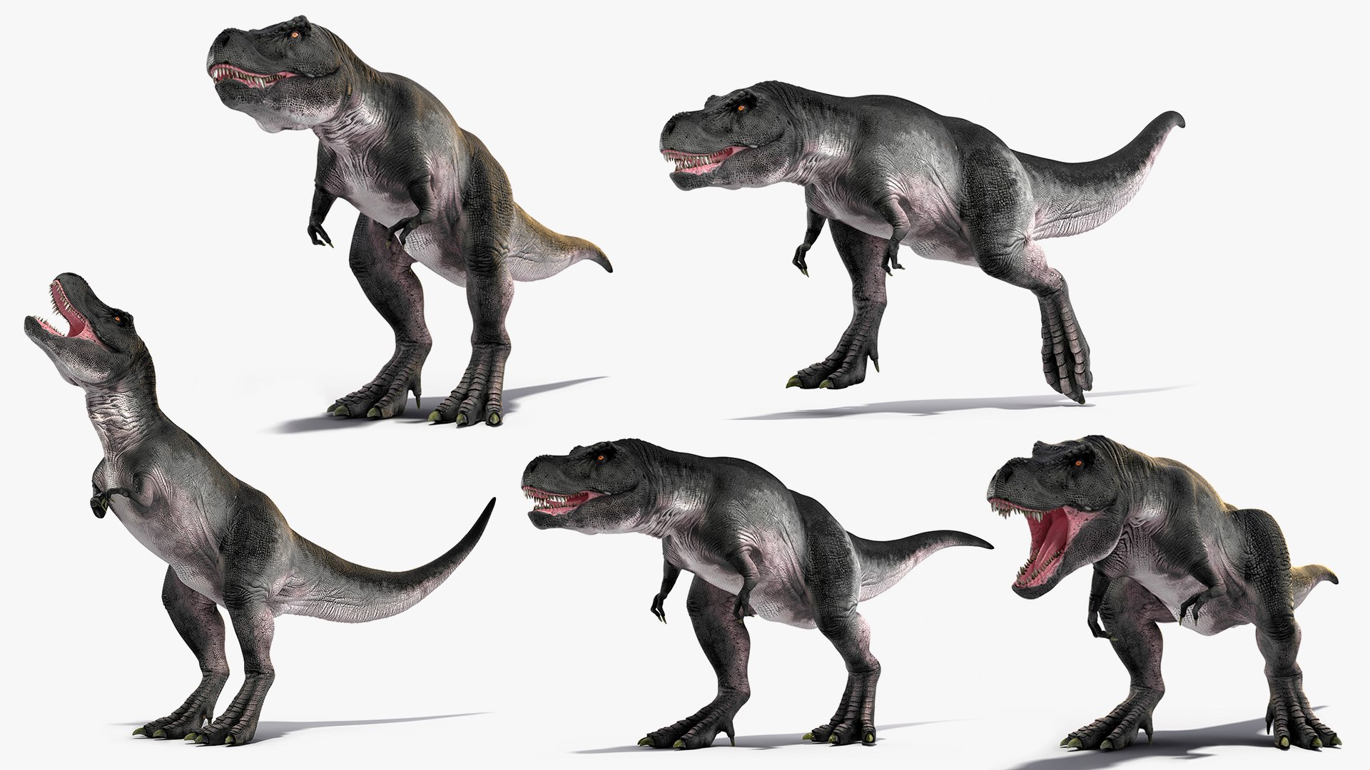 Rigged T Rex Roaring Animated Collection 2 for Cinema 4D 3D model preview