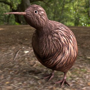 kiwi bird rigged model