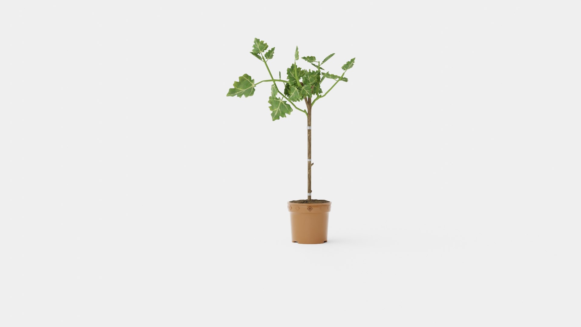 3D Ficus carica stem https://p.turbosquid.com/ts-thumb/5d/B8aHsI/Il/preview_4/jpg/1721217520/1920x1080/fit_q87/d13f8675bb35f48d683bd532beb93c0f9d30c7bc/preview_4.jpg