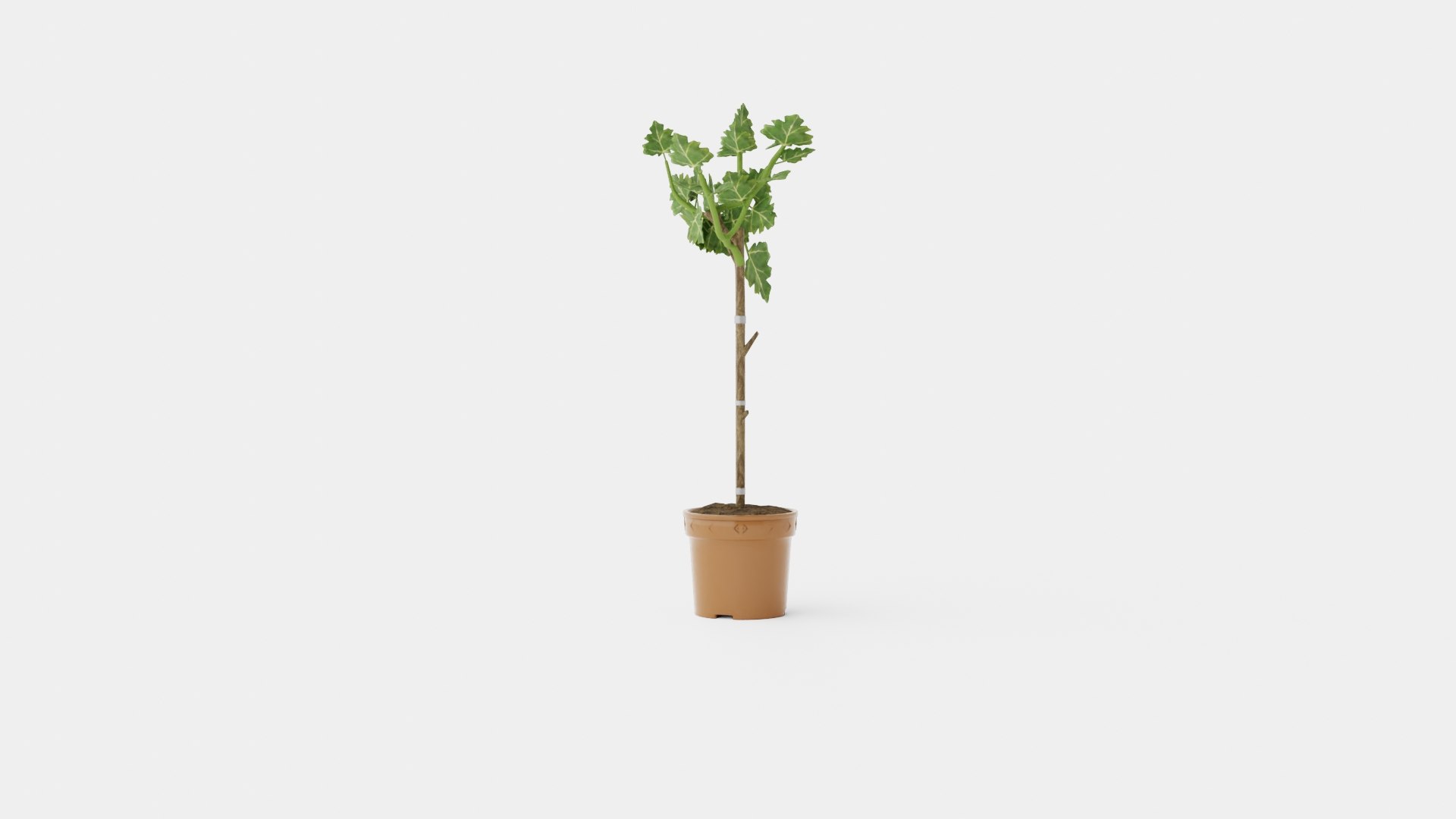 3D Ficus carica stem https://p.turbosquid.com/ts-thumb/5d/B8aHsI/Pg/preview_2/jpg/1721217506/1920x1080/fit_q87/2621e6654ee7994f6c1bcaf4679517e9d9864362/preview_2.jpg