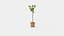 Tige de Ficus carica