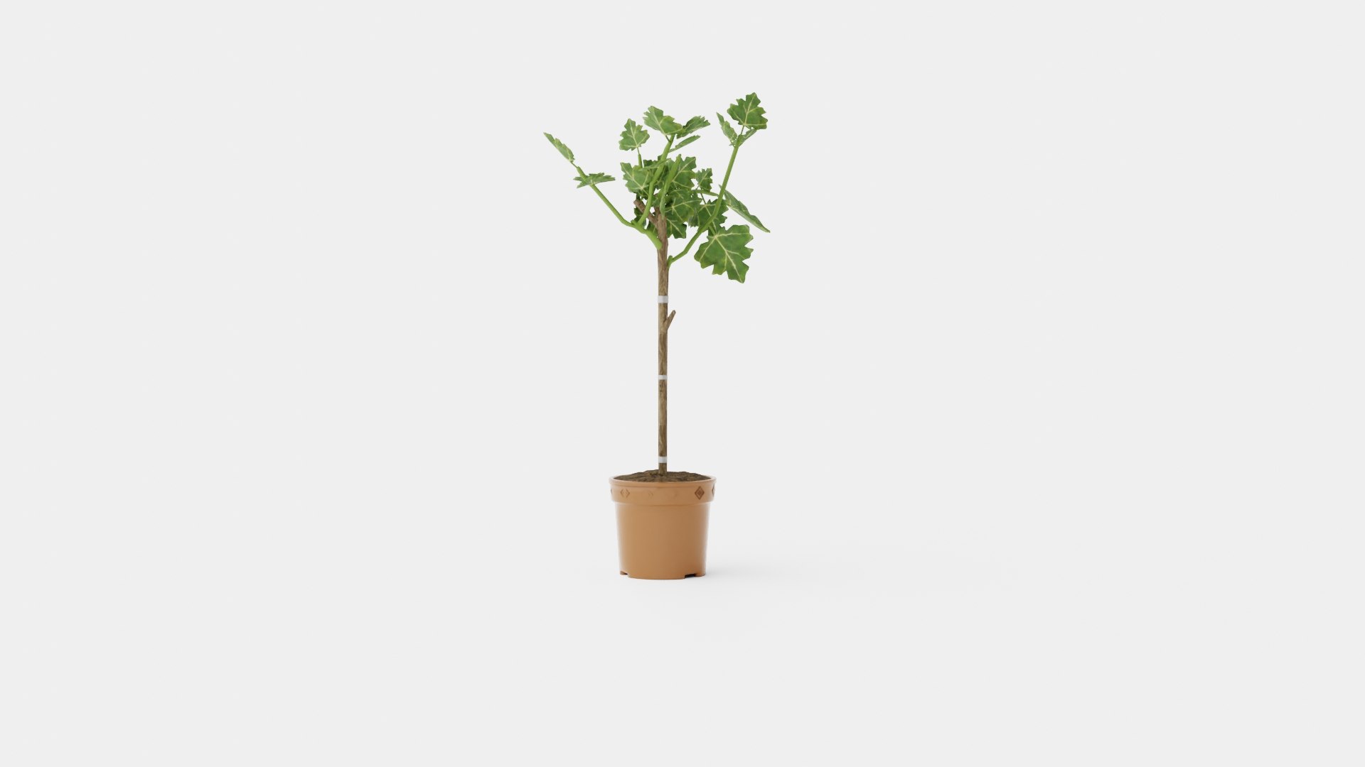 3D Ficus carica stem https://p.turbosquid.com/ts-thumb/5d/B8aHsI/UN/preview_1/jpg/1721217501/1920x1080/fit_q87/3ea3f2f5e13ea77ee8bd07cd7f82e4e36d604e54/preview_1.jpg