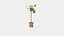 Tige de Ficus carica