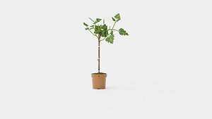 Ficus carica stem
