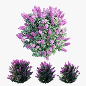 3D model dwarf lilac plant set