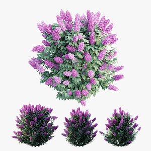Syringa Dwarf Lilac plant set 03