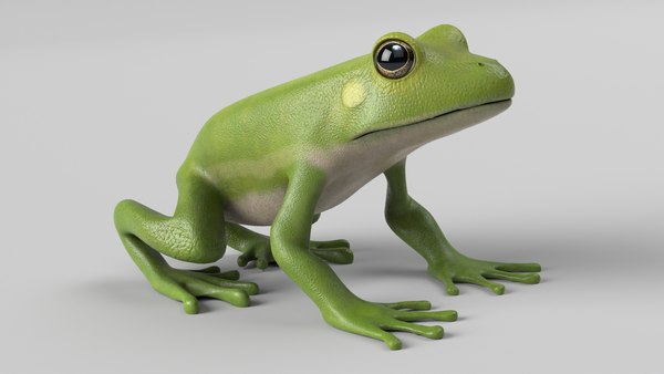 modelo 3d Rana arbórea de ojos rojos animada 2 - TurboSquid 2185123
