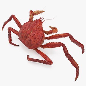 3D kamchatka crab fighting pose model