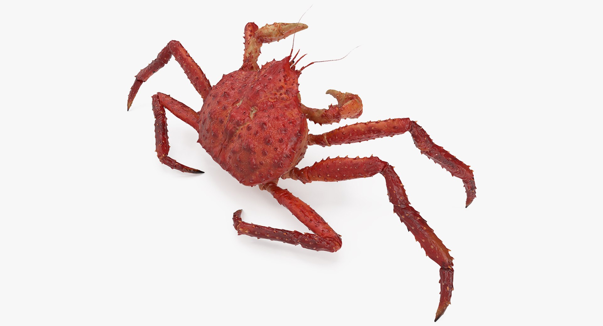 Kamchatka Crab Fighting Pose 3D model preview