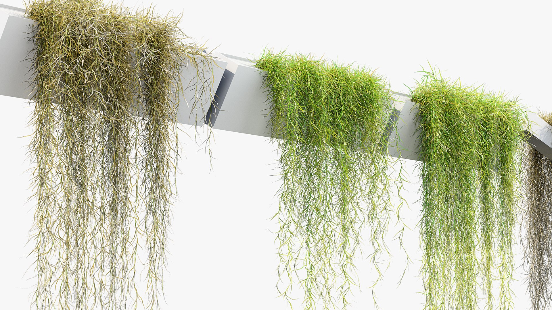 Tillandsia usneoides Spanish moss 02 3D model https://p.turbosquid.com/ts-thumb/5d/jMt4ib/UT/bc_pm_p012_tillandsia_usneoides_02_04/jpg/1686042739/1920x1080/fit_q87/2a2cc374510cce9cd2da33084c8b3e0b8f62a5cb/bc_pm_p012_tillandsia_usneoides_02_04.jpg