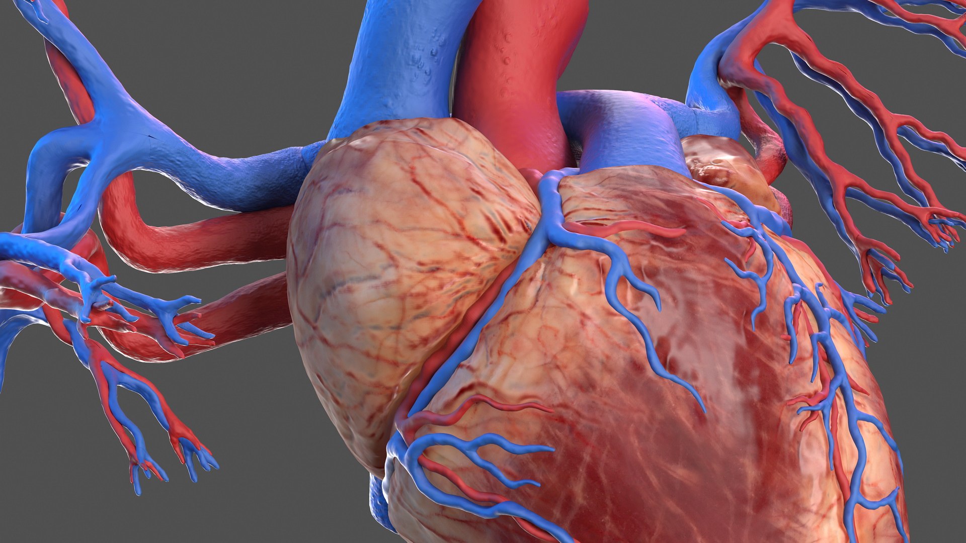 3D human heart bronchi - TurboSquid 1468289