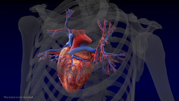 3D human heart bronchi - TurboSquid 1468289