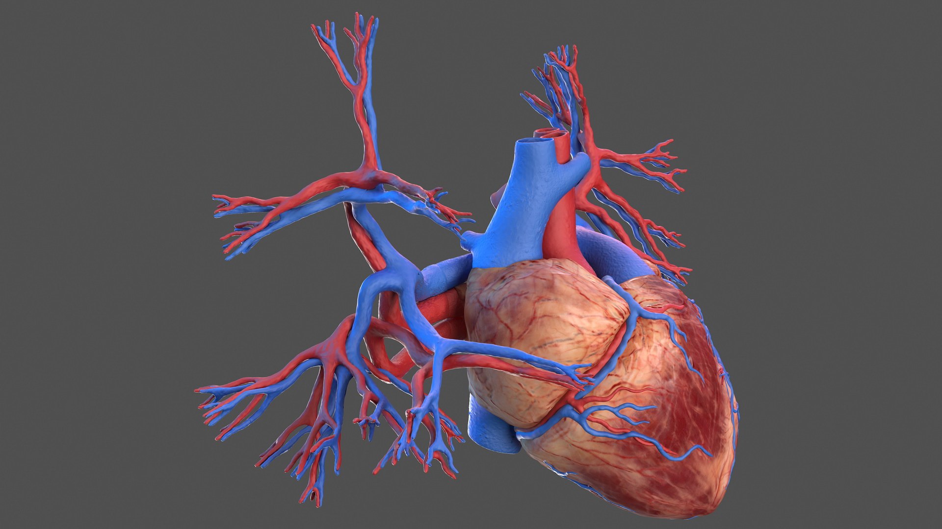 Human Heart and Bronchi 3D model preview