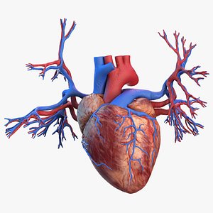3D human heart bronchi