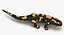 Salamander Poses
