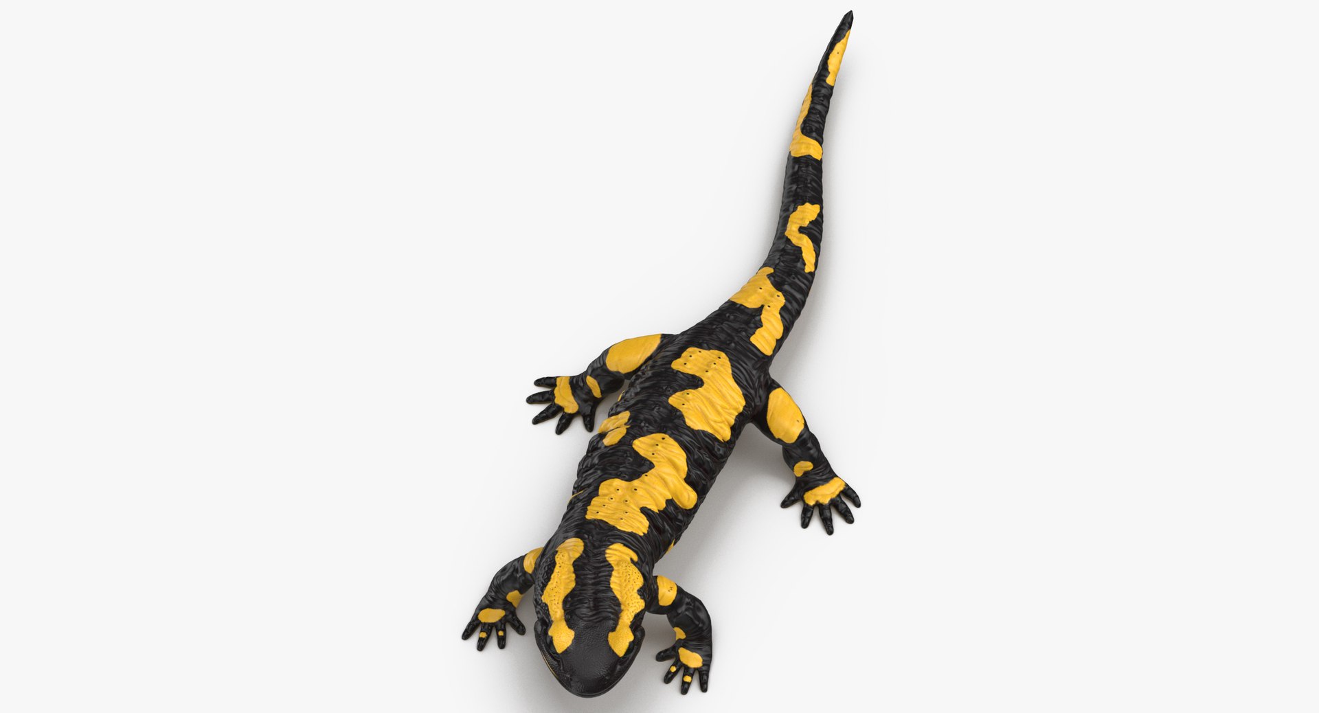 salamander poses 3D model https://p.turbosquid.com/ts-thumb/5d/tohFLr/58jtYp1o/salamander_standing_thumbnail_0004/jpg/1553522710/1920x1080/fit_q87/4fb593be9aff570a6f3d99330d355e7827f7c851/salamander_standing_thumbnail_0004.jpg