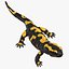 Salamander Poses