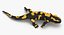 Salamander Poses