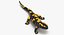 Salamander Poses