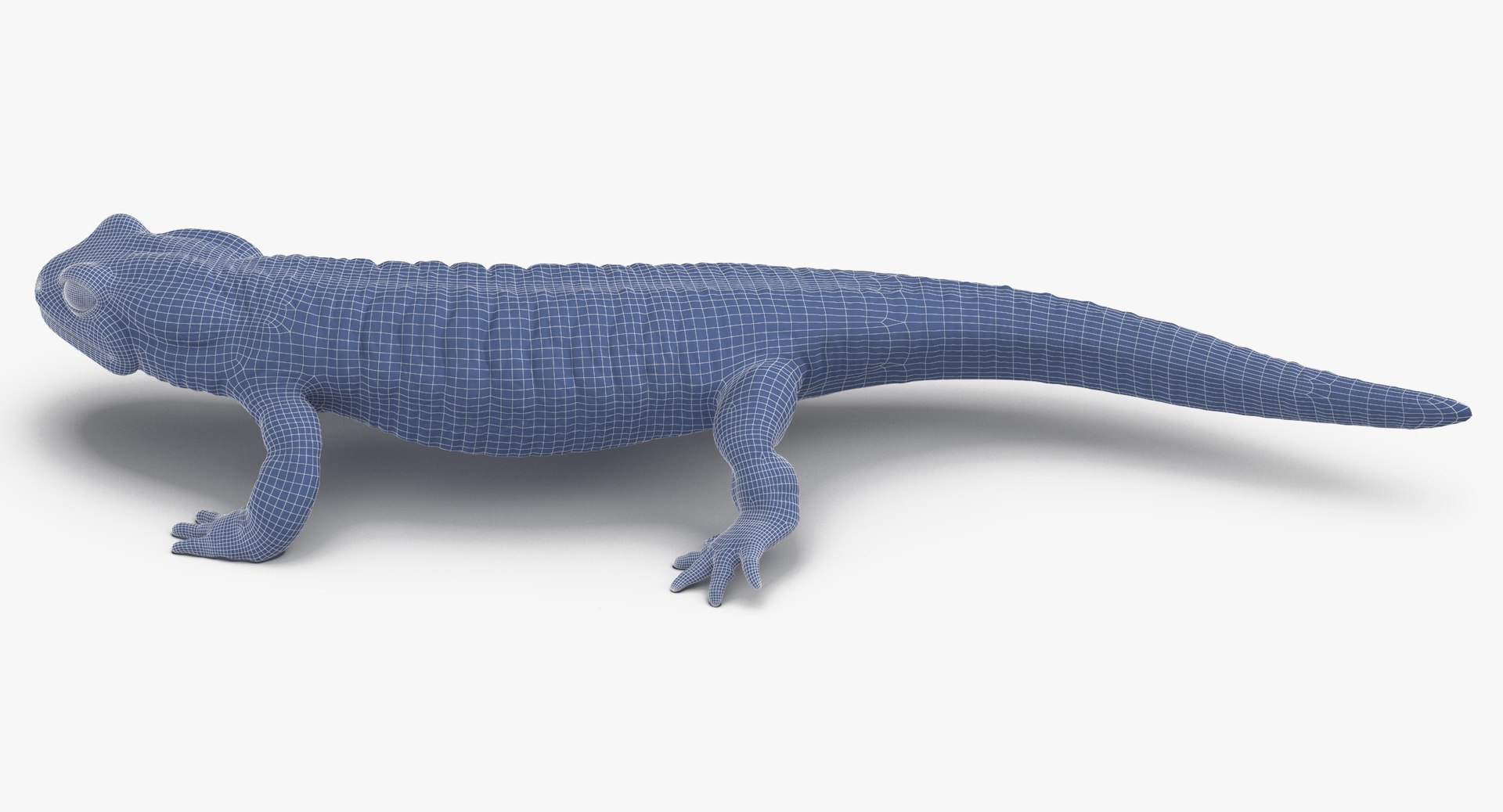 salamander poses 3D model https://p.turbosquid.com/ts-thumb/5d/tohFLr/WW0vNjeY/salamander_walking_wireframe_01_0006/jpg/1553522783/1920x1080/fit_q87/bed61e71847cf2a123e076f92c22d9758dfbd5a7/salamander_walking_wireframe_01_0006.jpg