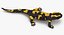 Salamander Poses