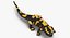 Salamander Poses