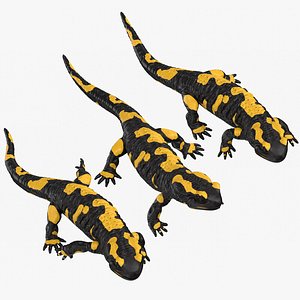 salamander poses 3D model