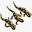 Salamander Poses