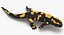Salamander Poses