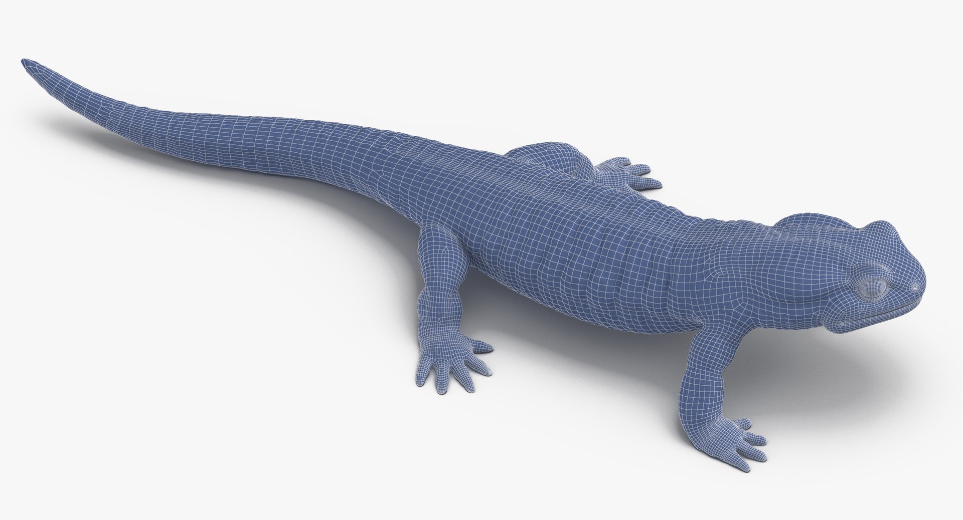 salamander poses 3D model https://p.turbosquid.com/ts-thumb/5d/tohFLr/uWloLPU4/salamander_standing_wireframe_01_0005/jpg/1553522763/1920x1080/fit_q87/fb1d9356700f07128947d62f021966f3d75efd4b/salamander_standing_wireframe_01_0005.jpg