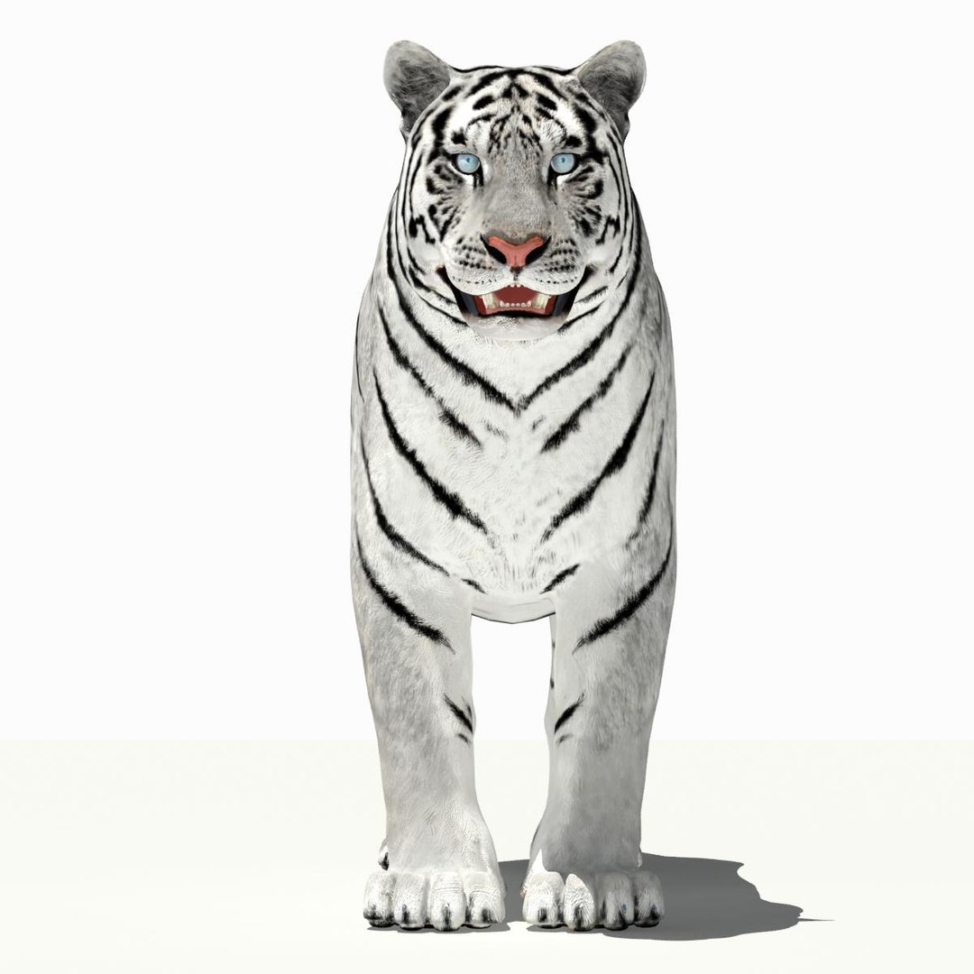 amur tiger white 3d 3ds https://p.turbosquid.com/ts-thumb/5d/uCSPJL/1bShU3XE/tiger04/jpg/1350247054/1920x1080/fit_q87/44c198688448e202a91f7a219a5282d72dc624c8/tiger04.jpg