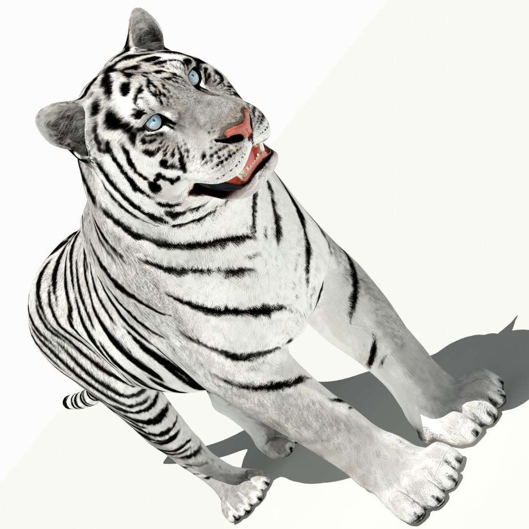 amur tiger white 3d 3ds https://p.turbosquid.com/ts-thumb/5d/uCSPJL/2EYkUb0F/tiger05/jpg/1350247054/1920x1080/fit_q87/f5ef47b26710bea2014e1bd94514607a934789bf/tiger05.jpg