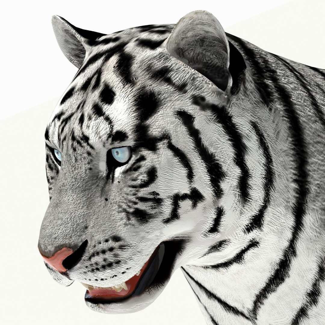 amur tiger white 3d 3ds https://p.turbosquid.com/ts-thumb/5d/uCSPJL/5I20rrhF/tiger11/jpg/1350247635/1920x1080/fit_q87/e1f18868c954d83b7d1b2d61265f6199d1edeead/tiger11.jpg