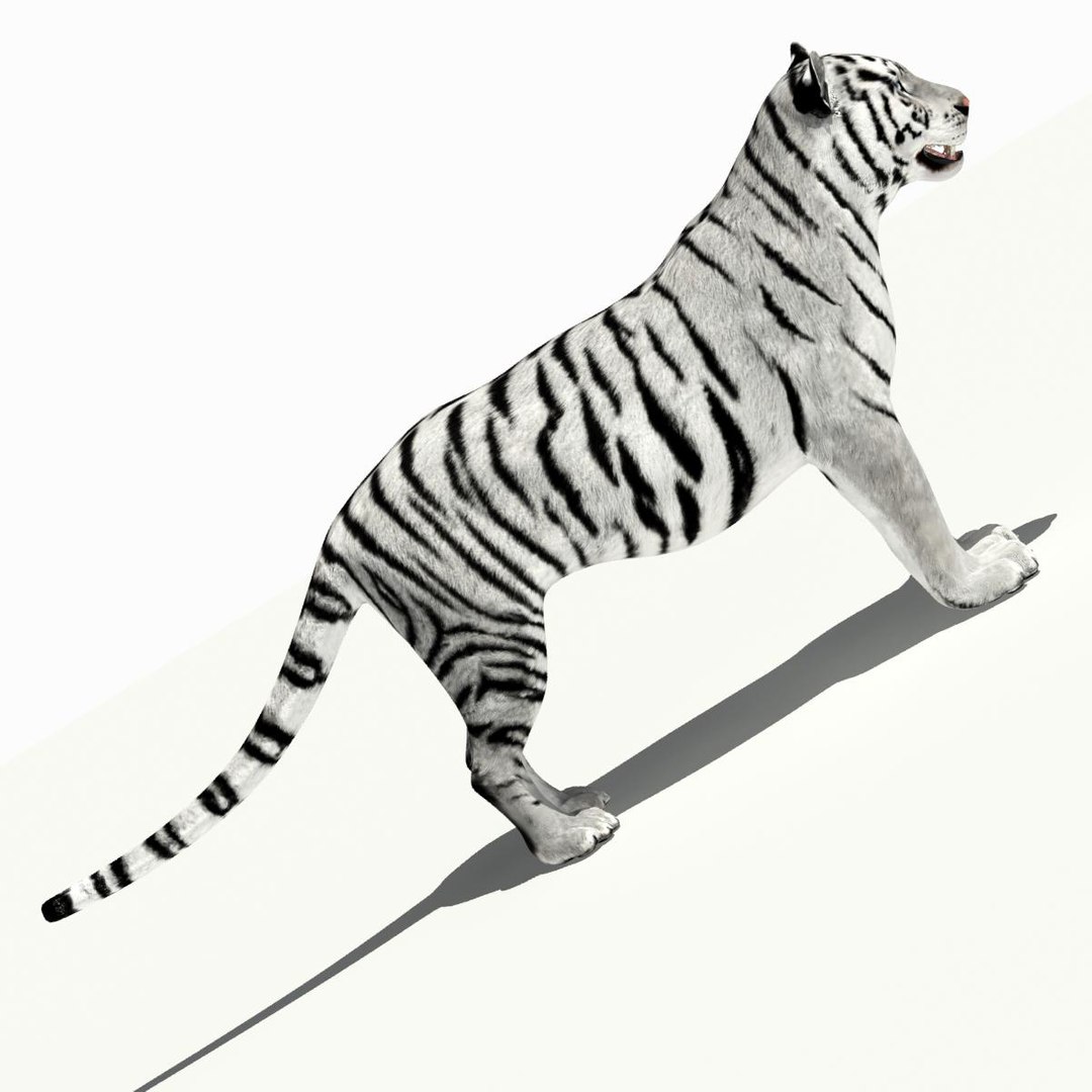 amur tiger white 3d 3ds https://p.turbosquid.com/ts-thumb/5d/uCSPJL/FQcd5D19/tiger06/jpg/1350247054/1920x1080/fit_q87/8afacdb754a3182e359a7e121b809b8c2035a863/tiger06.jpg