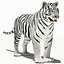 Tigre Amur (Blanco)