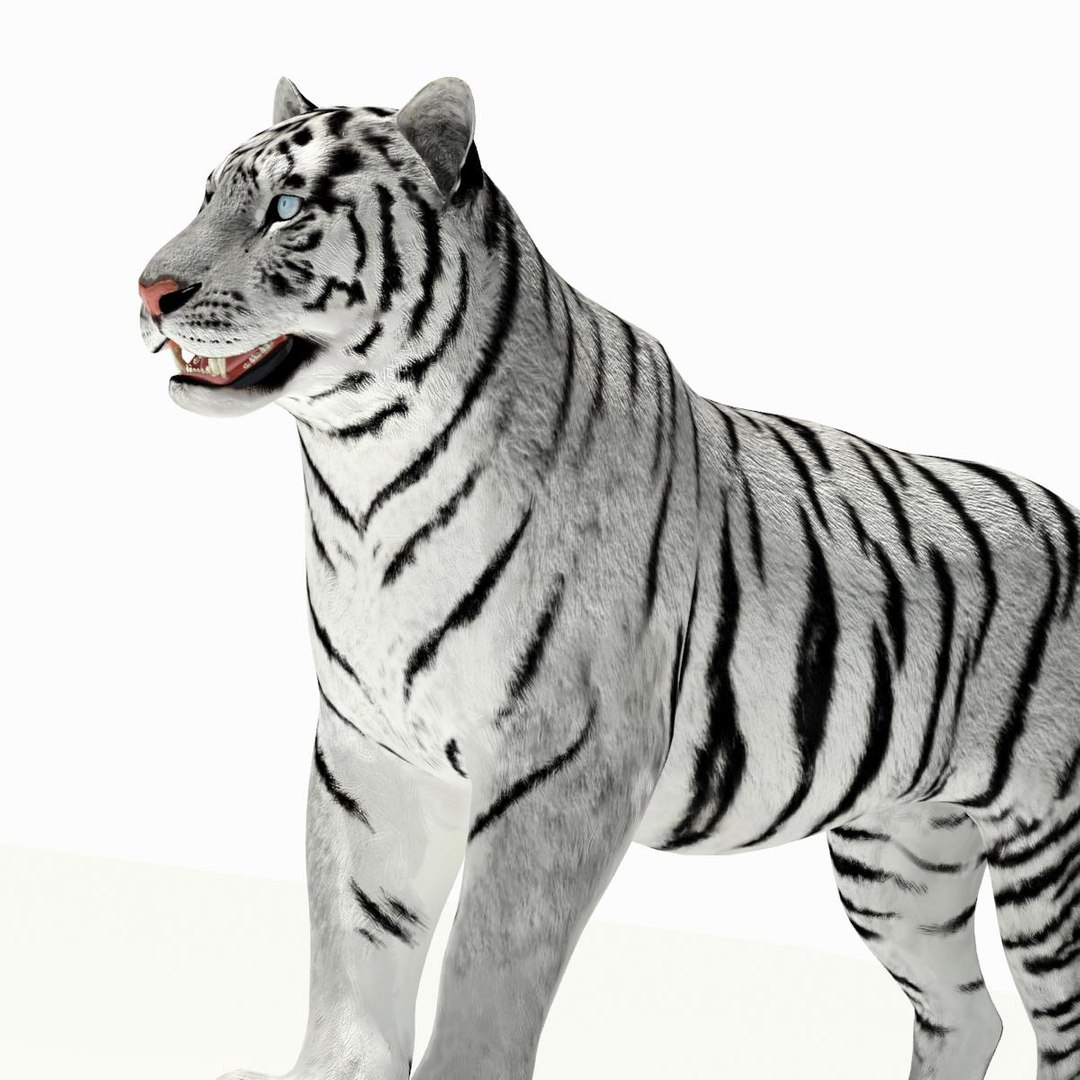 amur tiger white 3d 3ds https://p.turbosquid.com/ts-thumb/5d/uCSPJL/tSLJ5Ke1/tiger10/jpg/1350247591/1920x1080/fit_q87/ea7a9ccdfb90d11e30acf16abe9f4cad6029986a/tiger10.jpg