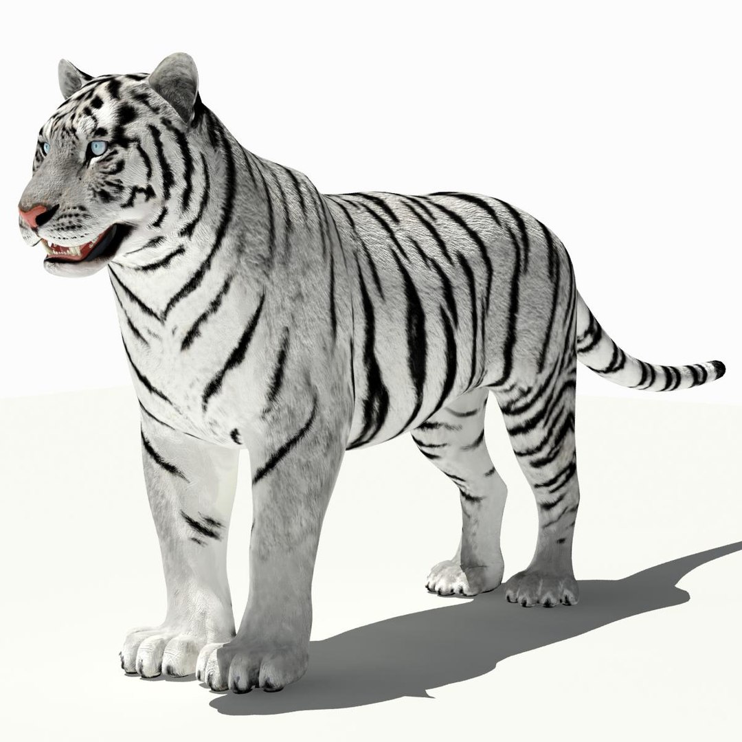 amur tiger white 3d 3ds https://p.turbosquid.com/ts-thumb/5d/uCSPJL/vfgGlanf/tiger03/jpg/1350247054/1920x1080/fit_q87/7e226742fd2aafb21c95b518cfb3197997345681/tiger03.jpg