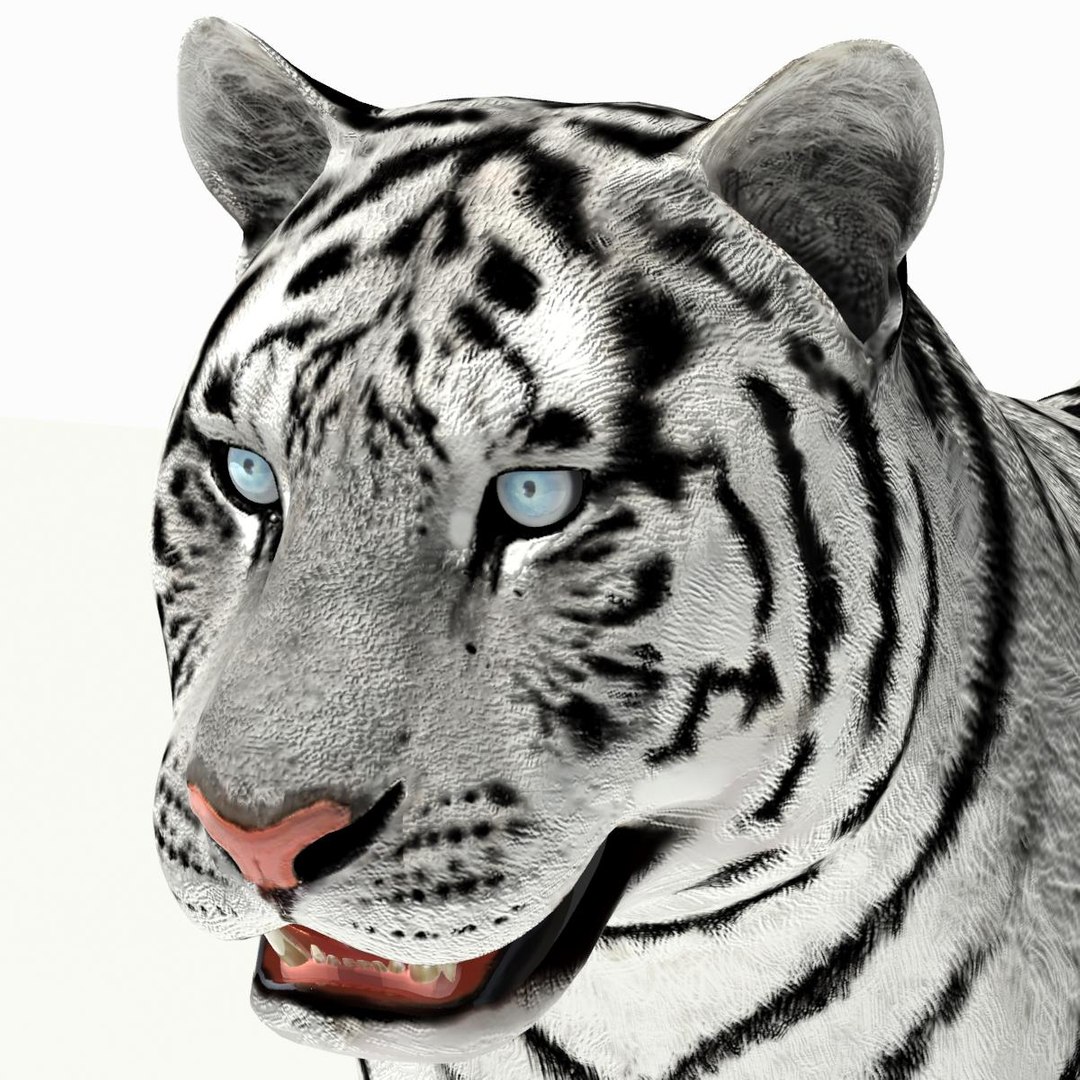 amur tiger white 3d 3ds https://p.turbosquid.com/ts-thumb/5d/uCSPJL/yQ9OzAwc/tiger09/jpg/1350247591/1920x1080/fit_q87/5c2eb206b0163f52a873f57d23222a02a8e83f39/tiger09.jpg