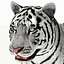 Tigre Amur (Blanco)