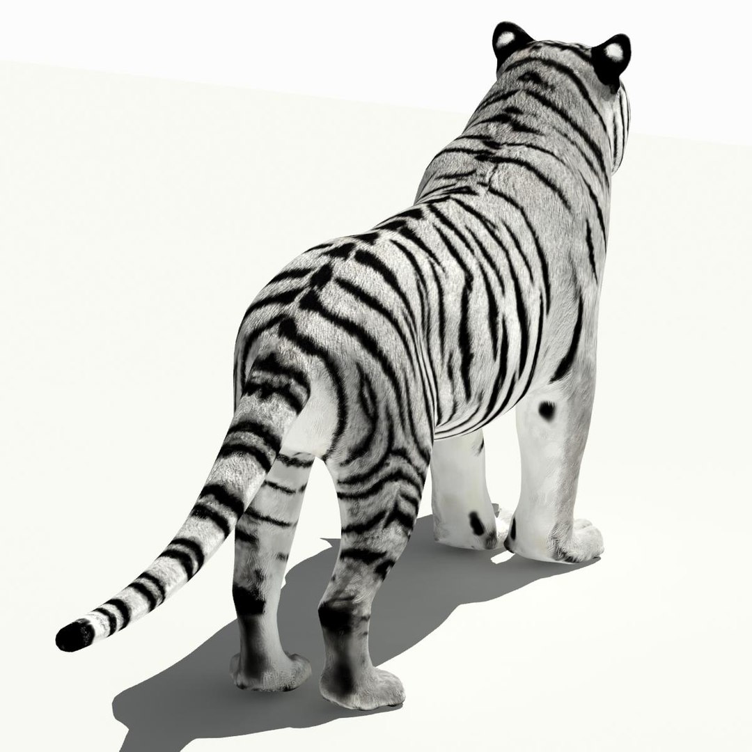 amur tiger white 3d 3ds https://p.turbosquid.com/ts-thumb/5d/uCSPJL/ypsPJQz9/tiger07/jpg/1350247054/1920x1080/fit_q87/3a9a0e04f8eaccd80f0cc335e03d3b45722b56c7/tiger07.jpg