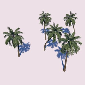 palm trees